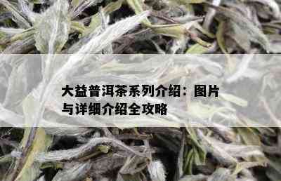 大益普洱茶系列介绍：图片与详细介绍全攻略