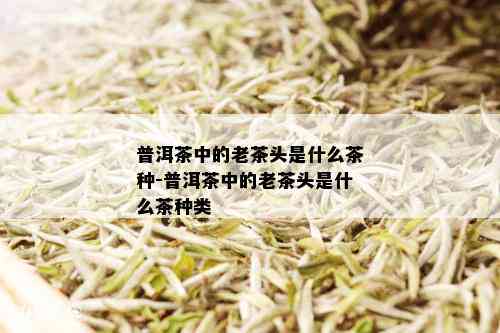 普洱茶中的老茶头是什么茶种-普洱茶中的老茶头是什么茶种类