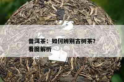 普洱茶：如何辨别古树茶？看图解析