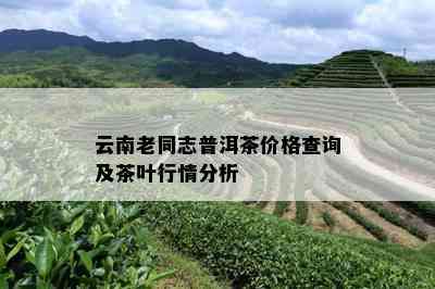 云南老同志普洱茶价格查询及茶叶行情分析