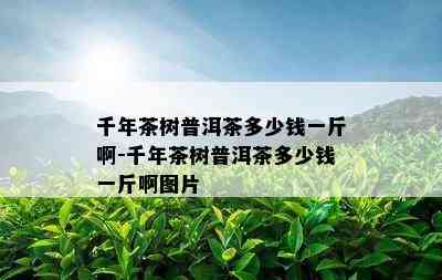 千年茶树普洱茶多少钱一斤啊-千年茶树普洱茶多少钱一斤啊图片