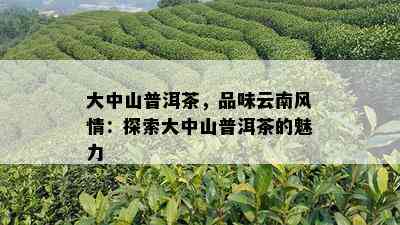 大中山普洱茶，品味云南风情：探索大中山普洱茶的魅力