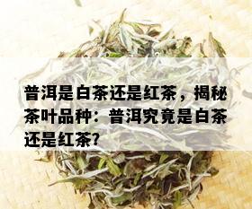 普洱是白茶还是红茶，揭秘茶叶品种：普洱究竟是白茶还是红茶？