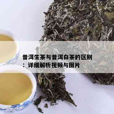 普洱生茶与普洱白茶的区别：详细解析视频与图片