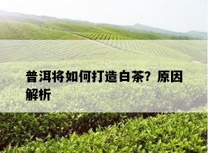 普洱将如何打造白茶？原因解析