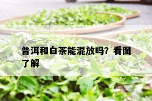 普洱和白茶能混放吗？看图了解