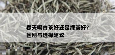 春天喝白茶好还是绿茶好？区别与选择建议