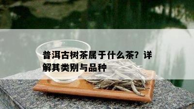 普洱古树茶属于什么茶？详解其类别与品种