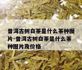 普洱古树白茶是什么茶种图片-普洱古树白茶是什么茶种图片及价格