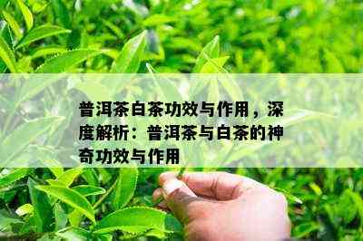 普洱茶白茶功效与作用，深度解析：普洱茶与白茶的神奇功效与作用