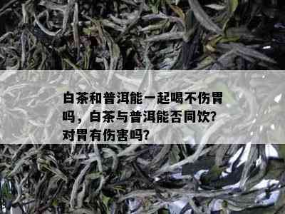 白茶和普洱能一起喝不伤胃吗，白茶与普洱能否同饮？对胃有伤害吗？