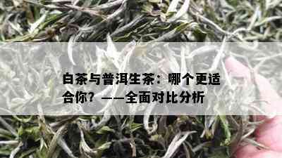 白茶与普洱生茶：哪个更适合你？——全面对比分析