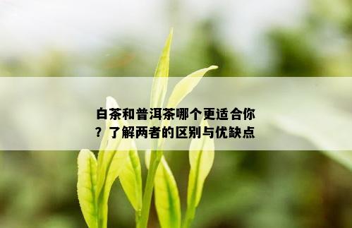 白茶和普洱茶哪个更适合你？了解两者的区别与优缺点