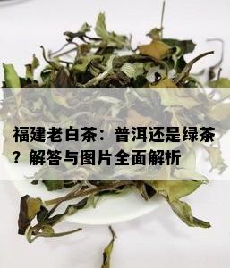 福建老白茶：普洱还是绿茶？解答与图片全面解析