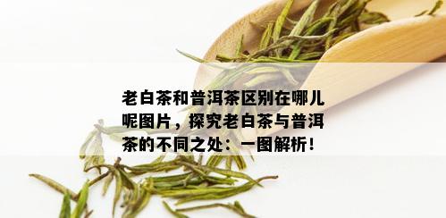 老白茶和普洱茶区别在哪儿呢图片，探究老白茶与普洱茶的不同之处：一图解析！