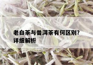 老白茶与普洱茶有何区别？详细解析