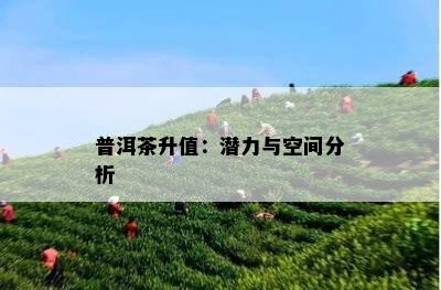 普洱茶升值：潜力与空间分析