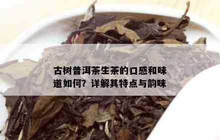 古树普洱茶生茶的口感和味道如何？详解其特点与韵味