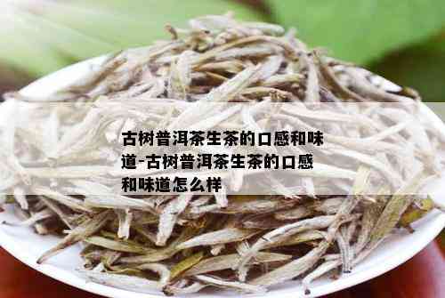 古树普洱茶生茶的口感和味道-古树普洱茶生茶的口感和味道怎么样