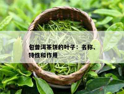 包普洱茶饼的叶子：名称、特性和作用