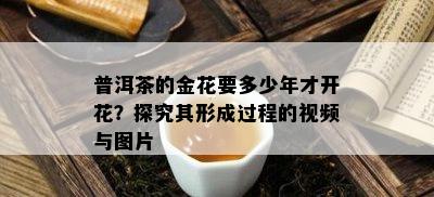 普洱茶的金花要多少年才开花？探究其形成过程的视频与图片