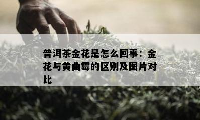 普洱茶金花是怎么回事：金花与黄曲霉的区别及图片对比