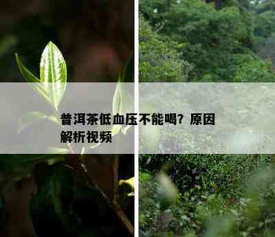 普洱茶低血压不能喝？原因解析视频