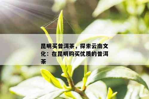 昆明买普洱茶，探索云南文化：在昆明购买优质的普洱茶