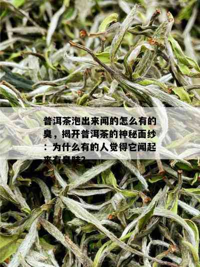 普洱茶泡出来闻的怎么有的臭，揭开普洱茶的神秘面纱：为什么有的人觉得它闻起来有臭味？