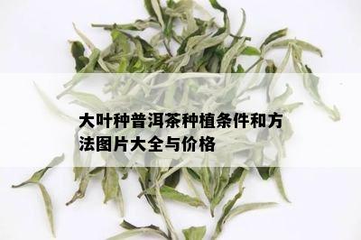 大叶种普洱茶种植条件和方法图片大全与价格