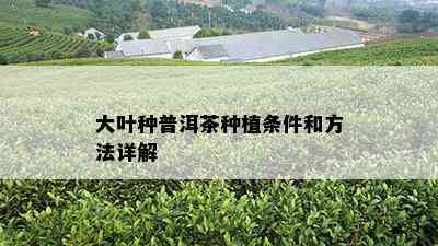 大叶种普洱茶种植条件和方法详解