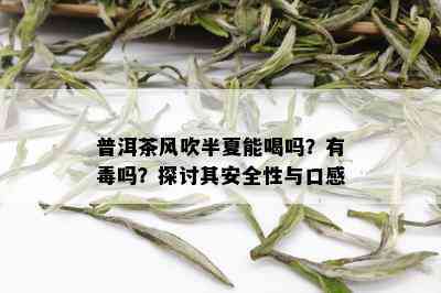 普洱茶风吹半夏能喝吗？有吗？探讨其安全性与口感