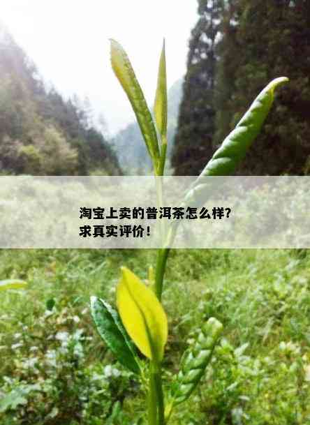 淘宝上卖的普洱茶怎么样？求真实评价！