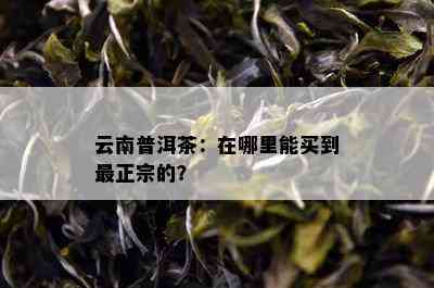 云南普洱茶：在哪里能买到最正宗的？