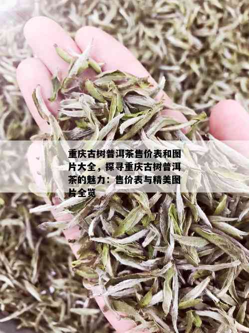 重庆古树普洱茶售价表和图片大全，探寻重庆古树普洱茶的魅力：售价表与精美图片全览