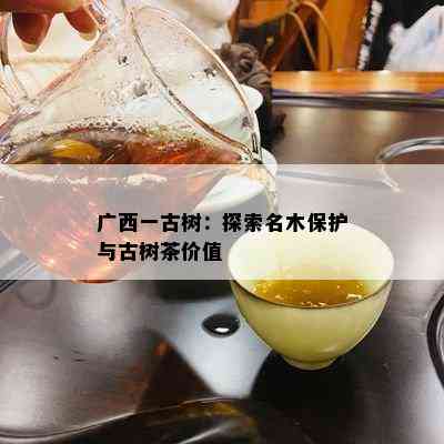 广西一古树：探索名木保护与古树茶价值