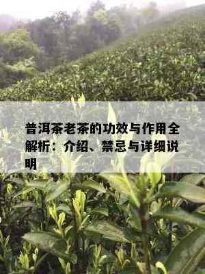 普洱茶老茶的功效与作用全解析：介绍、禁忌与详细说明