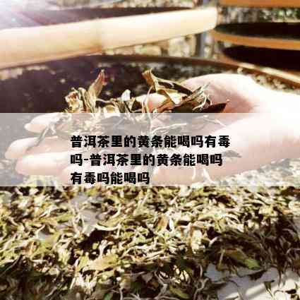 普洱茶里的黄条能喝吗有吗-普洱茶里的黄条能喝吗有吗能喝吗