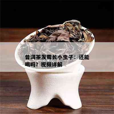 普洱茶发霉长小虫子：还能喝吗？视频详解