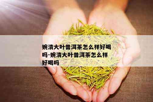 婉清大叶普洱茶怎么样好喝吗-婉清大叶普洱茶怎么样好喝吗