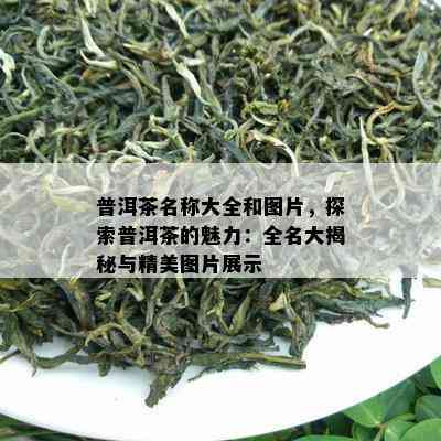 普洱茶名称大全和图片，探索普洱茶的魅力：全名大揭秘与精美图片展示