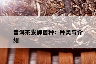 普洱茶发酵菌种：种类与介绍