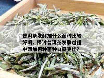 普洱茶发酵加什么菌种比较好喝，探讨普洱茶发酵过程中添加何种菌种口感更佳？