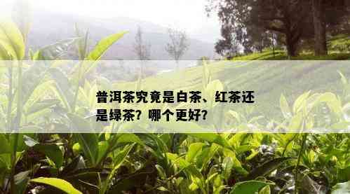 普洱茶究竟是白茶、红茶还是绿茶？哪个更好？