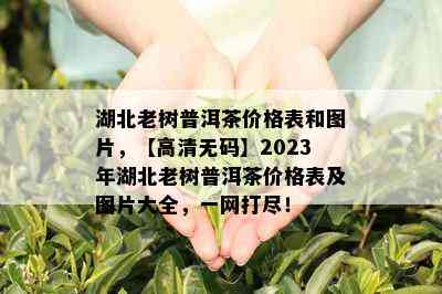 湖北老树普洱茶价格表和图片，【高清 *** 】2023年湖北老树普洱茶价格表及图片大全，一网打尽！