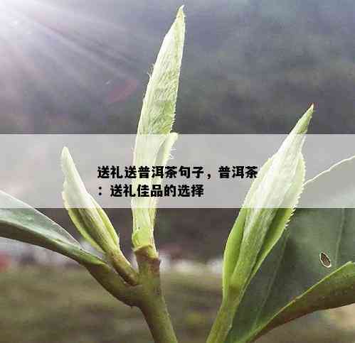 送礼送普洱茶句子，普洱茶：送礼佳品的选择