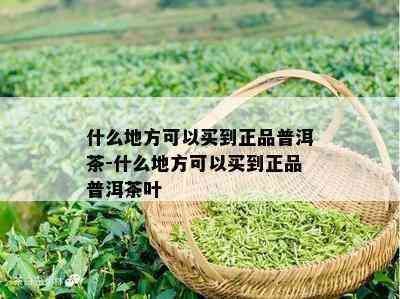 什么地方可以买到正品普洱茶-什么地方可以买到正品普洱茶叶