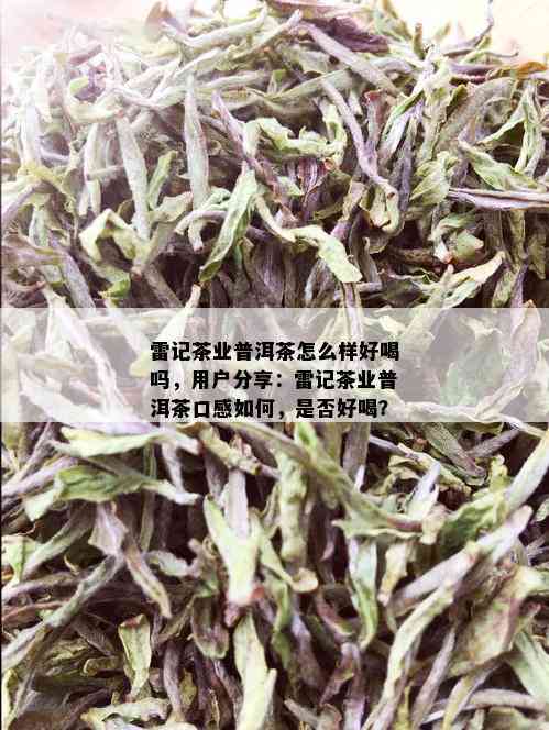 雷记茶业普洱茶怎么样好喝吗，用户分享：雷记茶业普洱茶口感如何，是否好喝？