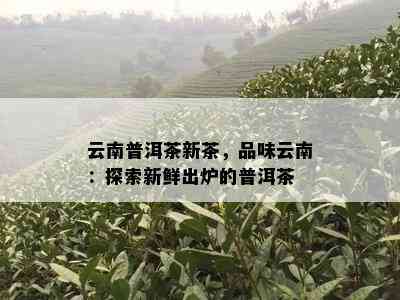 云南普洱茶新茶，品味云南：探索新鲜出炉的普洱茶