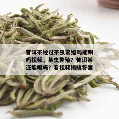 普洱茶经过茶虫繁殖吗能喝吗视频，茶虫繁殖？普洱茶还能喝吗？看视频揭晓答案！